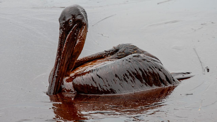After the Deepwater Horizon oil blowout in 2010, rescuers rushed to save birds, like this pelican. (Photo by Alamy Stock Photo)